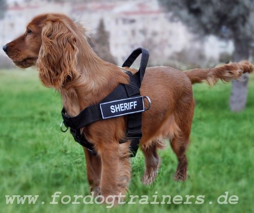 Bestseller ID Geschirr aus Nylon für Spaniel mit Klettlogo - zum Schließen ins Bild klicken